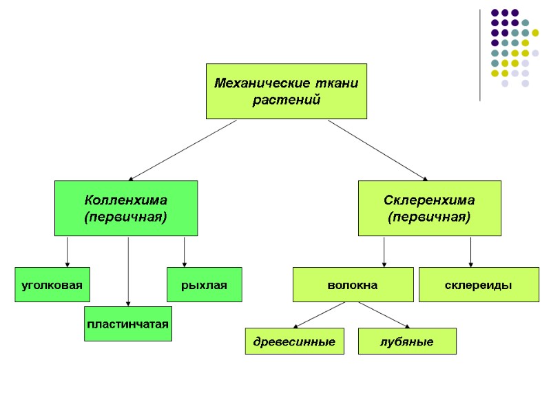 Механические ткани растений Колленхима (первичная) Склеренхима (первичная) уголковая рыхлая пластинчатая волокна склереиды древесинные лубяные